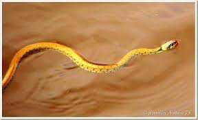 Recherchez parmi des serpent jaune photos et des images libres de droits sur istock. La Couleuvre A Collier Passion Nature 78