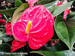Flamingo Flower Plant Resources Home Ttu