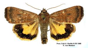 Image result for Noctua interjecta