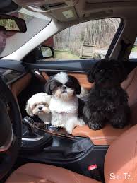 Shih Tzu Affectionate And Playful Kopek Hayvanlar