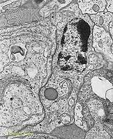 We did not find results for: Microscopic Animal Cells Images Kuhn Photo