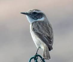 Idealista, the leading real estate marketplace in spain. Uca Diaz Ensena A Observar Las Aves Canarias7