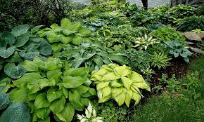 Before you plant your hostas, soak the roots in a bowl of water for at least an hour so they're ready to. What Is A Hosta And Why Should I Grow Hostas Nh Hostas