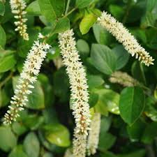 We did not find results for: 10 Fantastic Low Maintenance Plants For Full Sun Plant Addicts