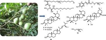 Image result for Rothmannia urcelliformis