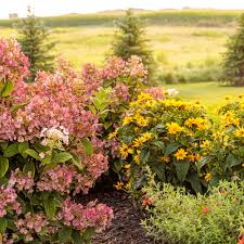 Image result for Gaertnera paniculata