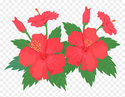 1000 hibiscus flower border clipart free images in ai, svg, eps or cdr. Hibiscus Flower Clipart Hawaiian Hibiscus Hd Png Download Vhv