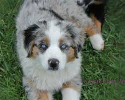 The miniature american shepherd (aka the miniature australian shepherd or mini aussie) is a small herding dog with an interesting history. Males Despain S Livestock Utah Miniature Australian Shepherds Miniature American Shepherds Mini Aussies Utah Utah Australian Shepherd Breeder Miniature Australian Shepherd Breeder Utah Utah Miniature American Shepherd Breeders Utah Mini