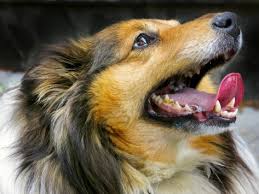 Stained Discolored Teeth In Dogs