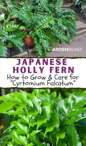 The japanese holly fern is part of the dryopteridaceae family. Pin On Indoor Plants