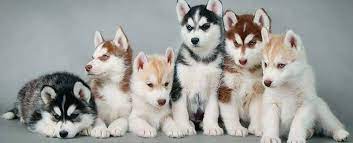 How much do your husky puppies for sale in florida cost? Florida Husky Puppies