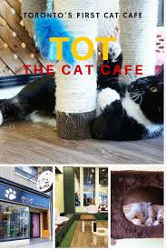 404 Toronto Travel Visit Toronto Cat Cafe