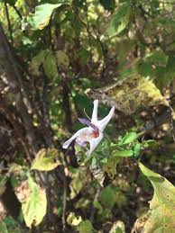 Image result for Mellera nyassana