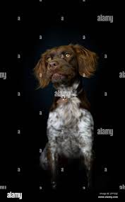 Adorable loyal brown roan Small Munsterlander dog with collar standing in  studio against black background and looking away Stock Photo