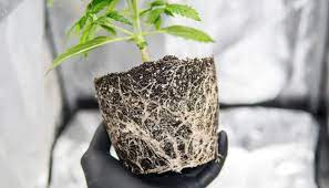 Check spelling or type a new query. Best Pots For Growing Weed Herbies