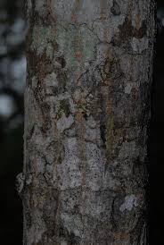 Image result for Lannea antiscorbutica