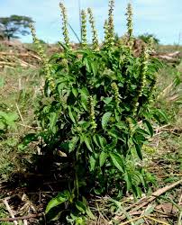 Image result for Ocimum americanum