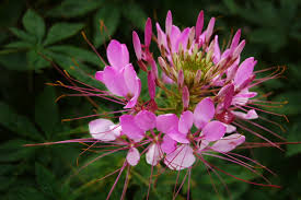 Image result for Cleome houtteana