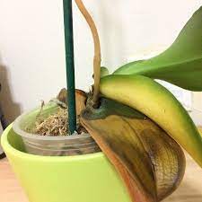 Orchid Leaves Turning Yellow My First Orchid Orchid Leaves Orchid Leaves Turning Yellow Orchid Plant Care