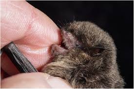 What to do if you are bitten by a bat? Bat Bites And Rabies The Canadian Scene