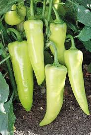 Pageant Sweet Banana Hybrid Pepper Seeds Stuffed Peppers Pepper Seeds Chilli Pepper