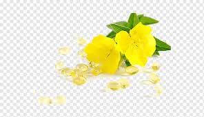 You can put your evening primrose in a bucket as well as outdoors. Common Evening Primrose Png Images Pngwing