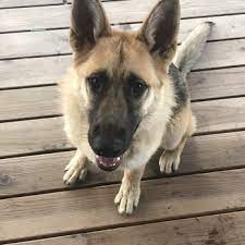 Maybe you would like to learn more about one of these? Merced County Animal Control 66 Photos 32 Reviews Animal Shelters 2150 Shuttle Dr Atwater Ca Phone Number