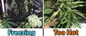 If you do things right during this during the flowering stage, your plants will increase in size, develop a dynamic structure, and will grow more leaves. Best Temperature For Explosive Marijuana Growth In All Stages Bonza Blog