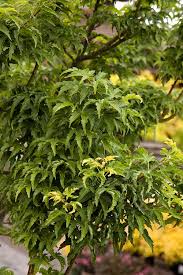 We did not find results for: Japanese Maples Roger S Gardens