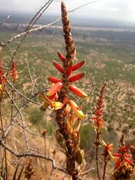 Image result for Aloe lutescens