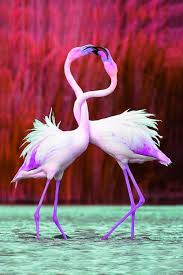 Adopting Summer Colors From Flamingos Old Man Fancy Pet Birds Beautiful Birds Flamingo