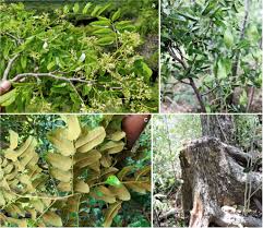 Image result for Dalbergia bracteolata