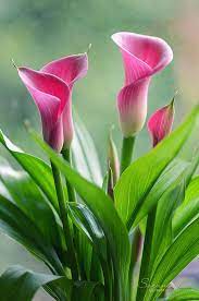 Pin By Ann Stokes On Floral Essence Amazing Flowers Beautiful Flowers Pretty Flowers