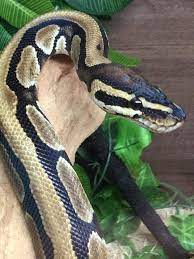 My Normal Ball Python Girl She S The One That Started It All For Me Pet Snake Ball Python Ball Python Morphs