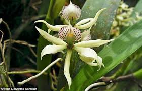 Amazon Rainforest Flowers Photos Info Thinkjungle Com