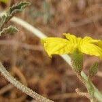 Image result for Cucumis ficifolius