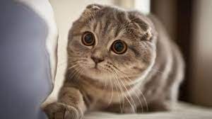 samye milye koty v mire porody opisanie harakteristika foto shotlandskaya vislouhaya scottish fold kittens cute cats beautiful cats