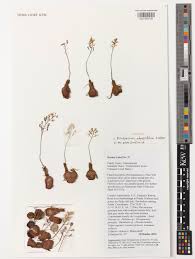 Image result for Eriospermaceae