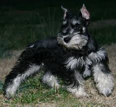 It's also free to list your available puppies and litters on our site. Carolina Schnauzers Colors