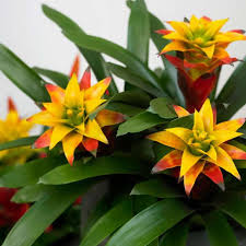 Rose bianche, lisianthus e genziana. Bromelia Pianta Da Appartamento Fiorita Lezioni Di Giardinaggio