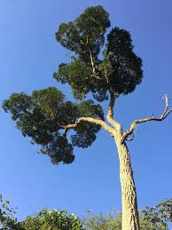 Peroba: La Madera Noble De Sudamérica | Guía De Arbolado