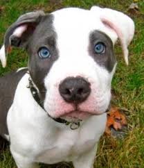 You can find blue pitbull puppies priced from $150 usd to $7500 usd with one of our credible breeders. Blue Pit Bull Quotes Quotesgram