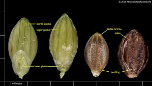 Image result for Setaria