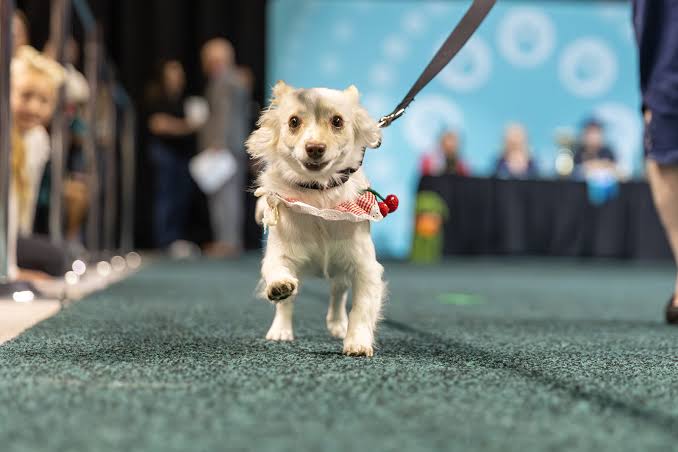 Best in Show 2026 - The Animal Foundation