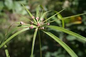 Image result for Cyperus cyperoides