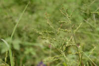 Image result for Urochloa arrecta