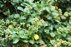 Image result for Burseraceae