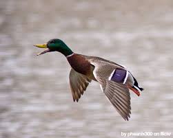 Pin By Jimm Welch On Hunt Fish Duck Hunting Waterfowl Hunting Hunting Pictures