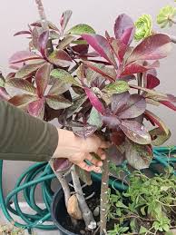 Image result for Synadenium cupulare