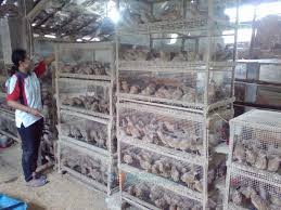 Maybe you would like to learn more about one of these? Ternak Burung Puyuh Like And Share
